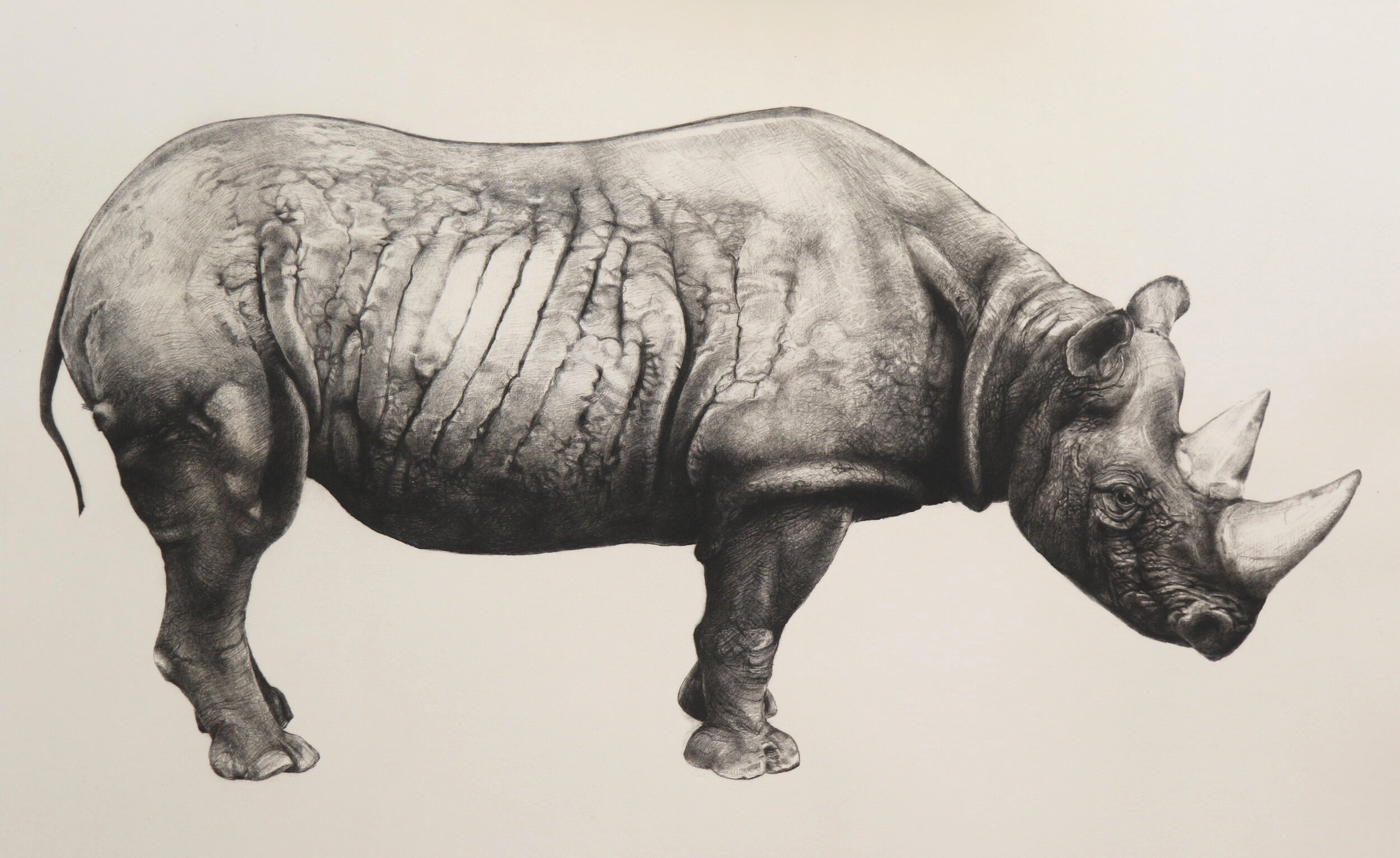 rhino様 The Rhinoceros Series — Tammy Mackay Printmaker
